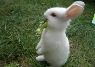 兔子的耳螨是寄生虫吗