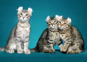 动物系列家养猫咪图片大小2000x2000px