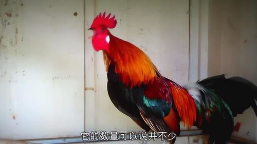 光阳备自