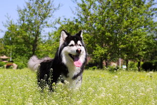 超萌出售活泼可爱巴哥犬