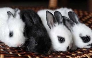 最新野兔子品种养殖市场前景