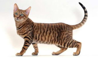 世界上最大的十只宠物猫,世界上最凶恶的宠物猫是虎猫
