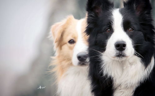 重庆出售纯种苏格兰牧羊犬,保健康包纯种可上门签协议